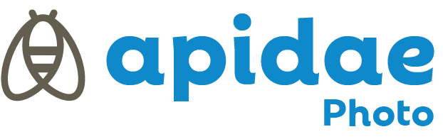 Apidae_Photo.png